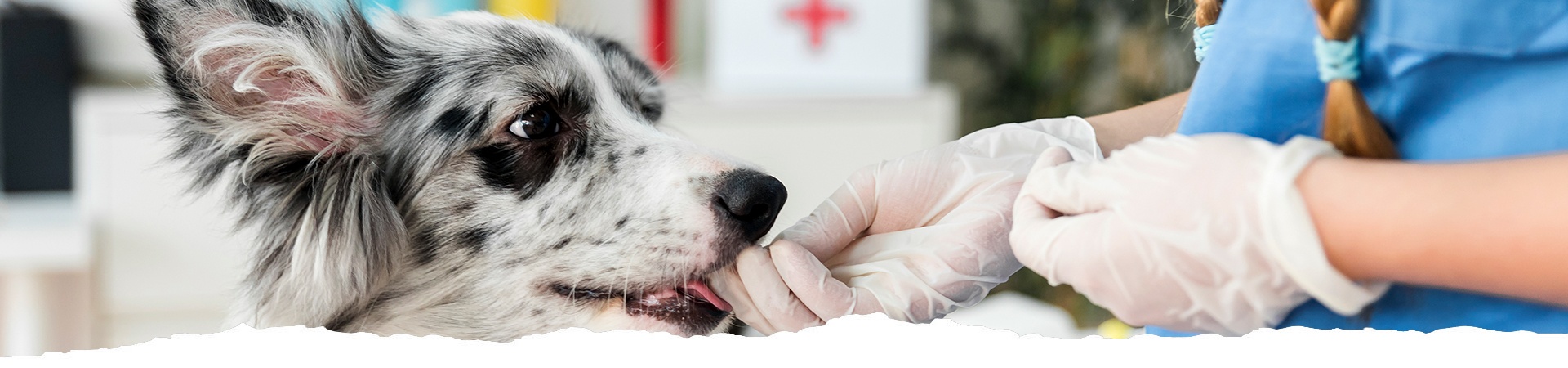 Clinica Veterinaria OL